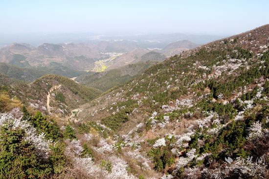 山上櫻花，山下油菜.jpg